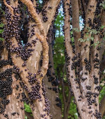 The Jabuticaba Tree or Brazilian Berry