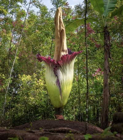 The Giant Corpse Flower