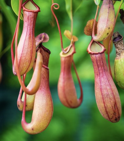Monkey Cups, also known as Tropical Pitcher Plants