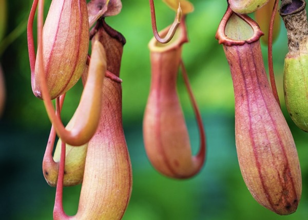 Monkey Cups, also known as Tropical Pitcher Plants