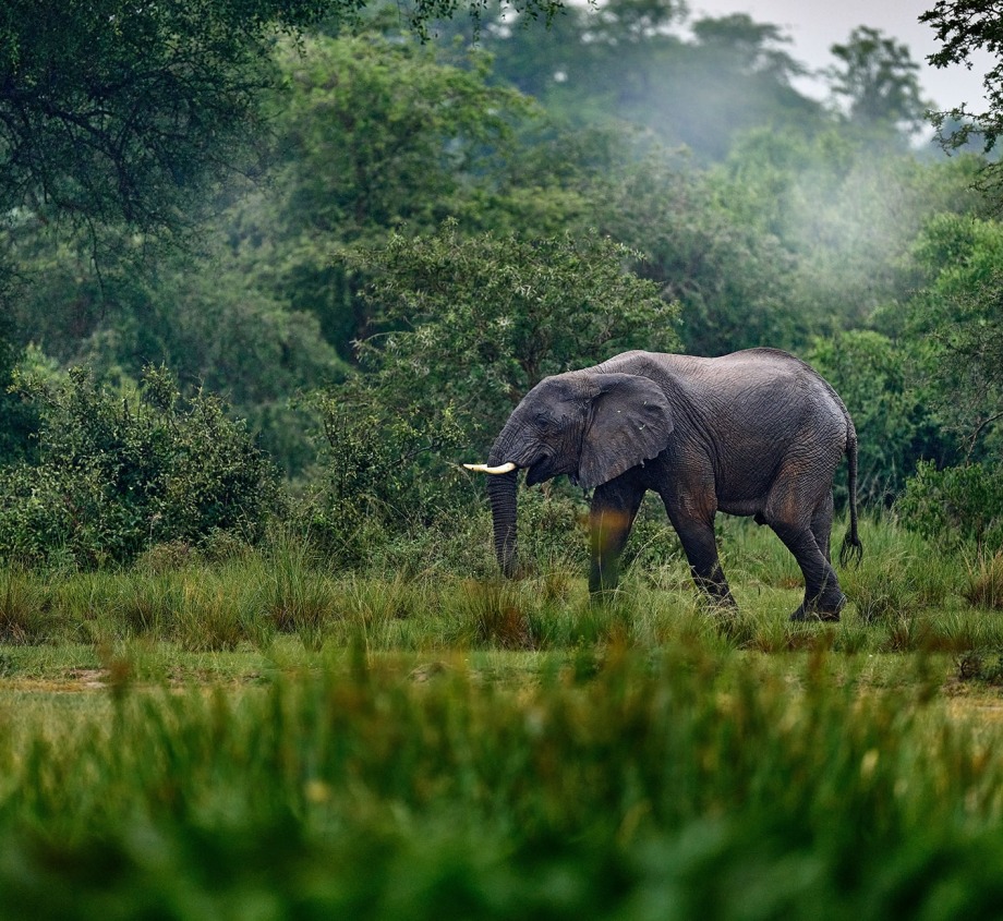 African Forest Elephant, by Ondrej Prosicky