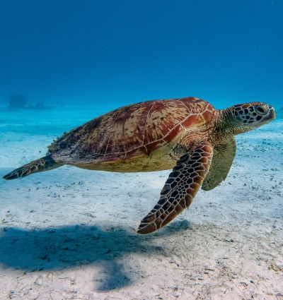 Green Sea Turtle, by SaltedLife