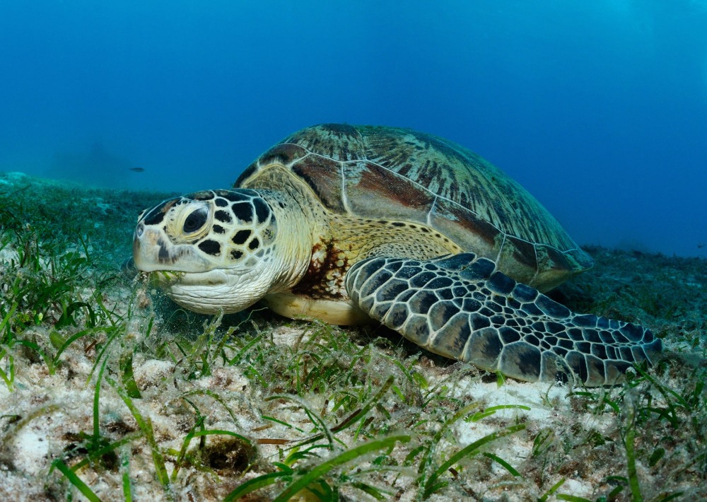 A Green Sea Turtle eats sea grass in the Philippines, by Oksana Golubeva