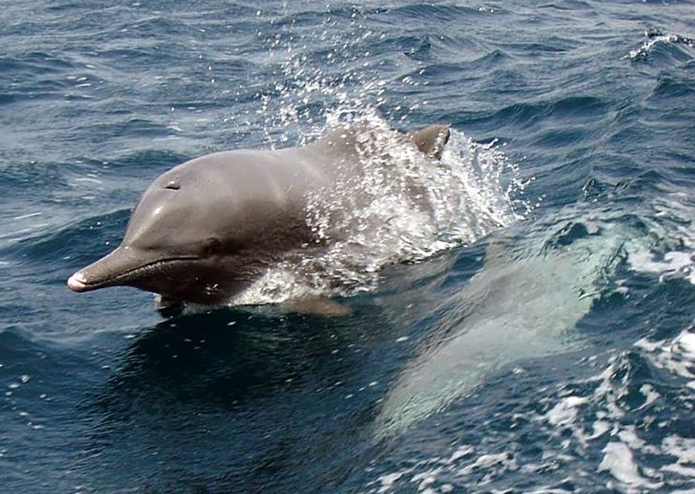 Indian Ocean Humpback Dolphin, by amanderson2/Wikimedia CC