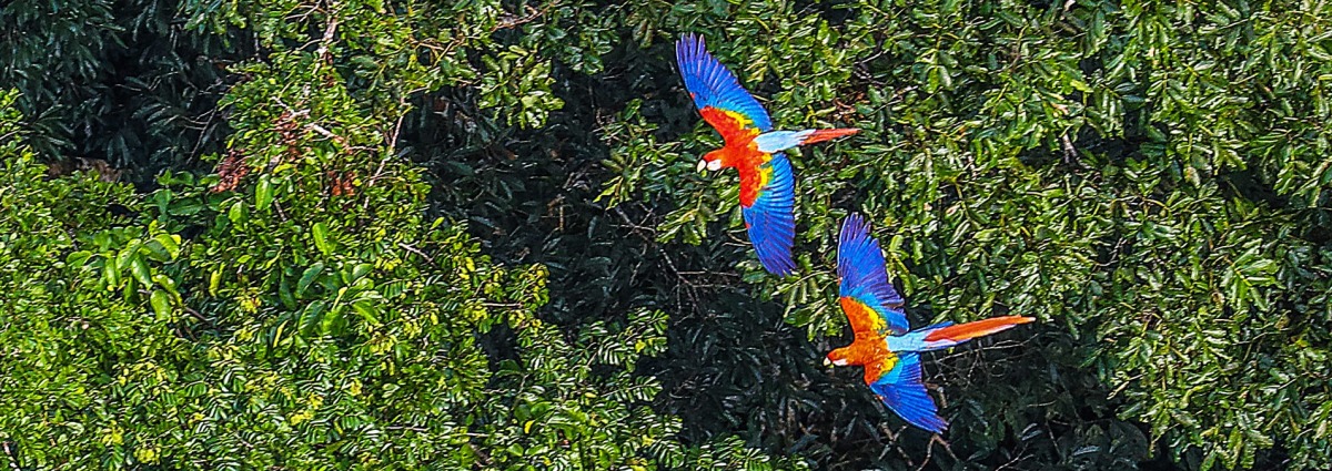 Macaws fly over the Brazilian Amazon Rainforest, by Ricardo Stuckert