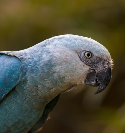 The Spix's Macaw, by Danny Ye