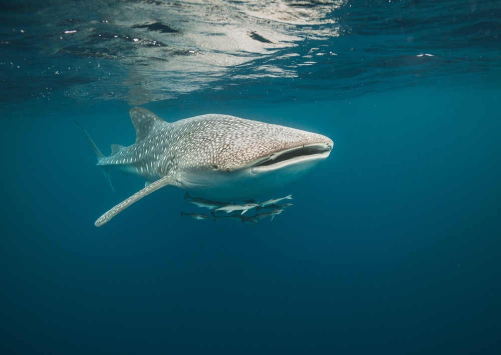 Whale Shark, by Aaronejbull87