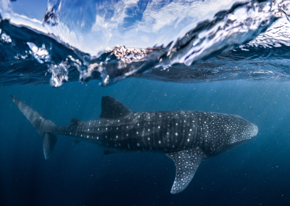 Whale Shark, by Lewis Burnett