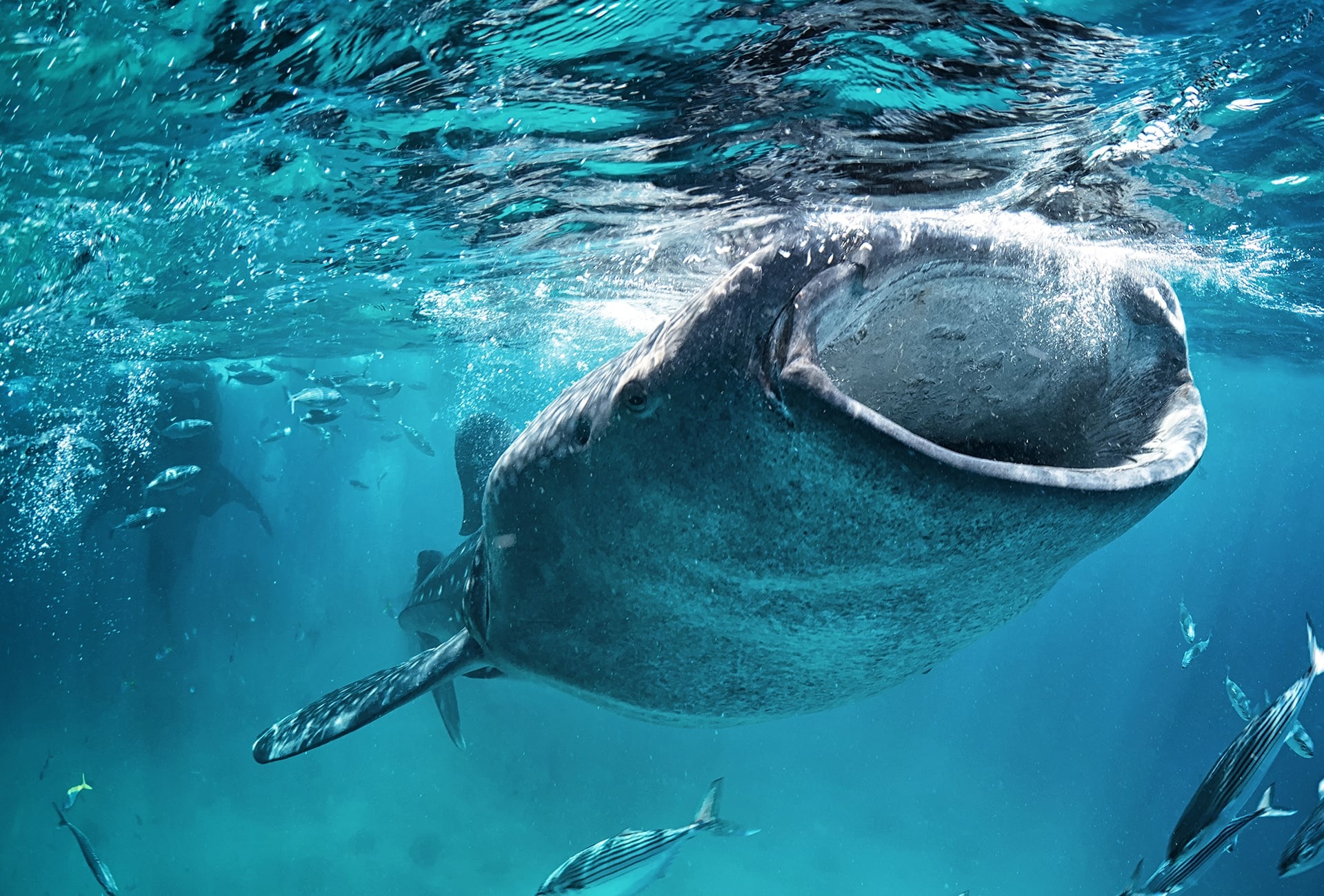 Whale Shark, by Andrew Marriott