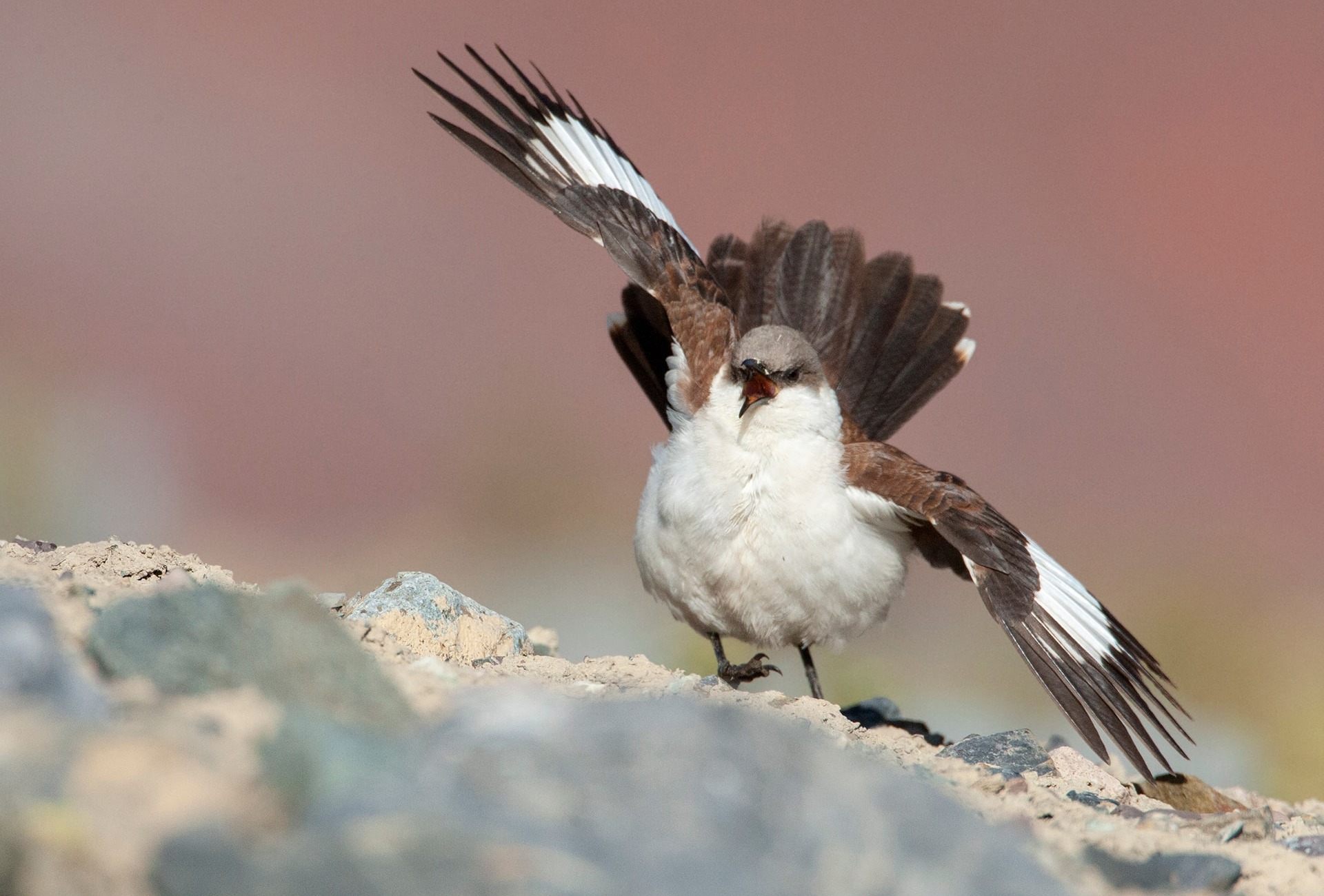 White-bellied Cinclodes, Peru, by Agami Photo Agency