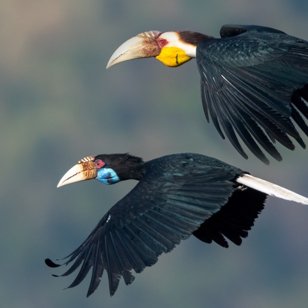 Male and female Wreathed Hornbills, by Independent Birds