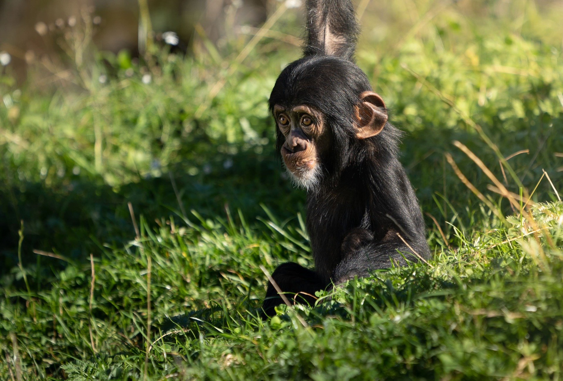 West African Baby Chimpanzee, by Photosybpatrik