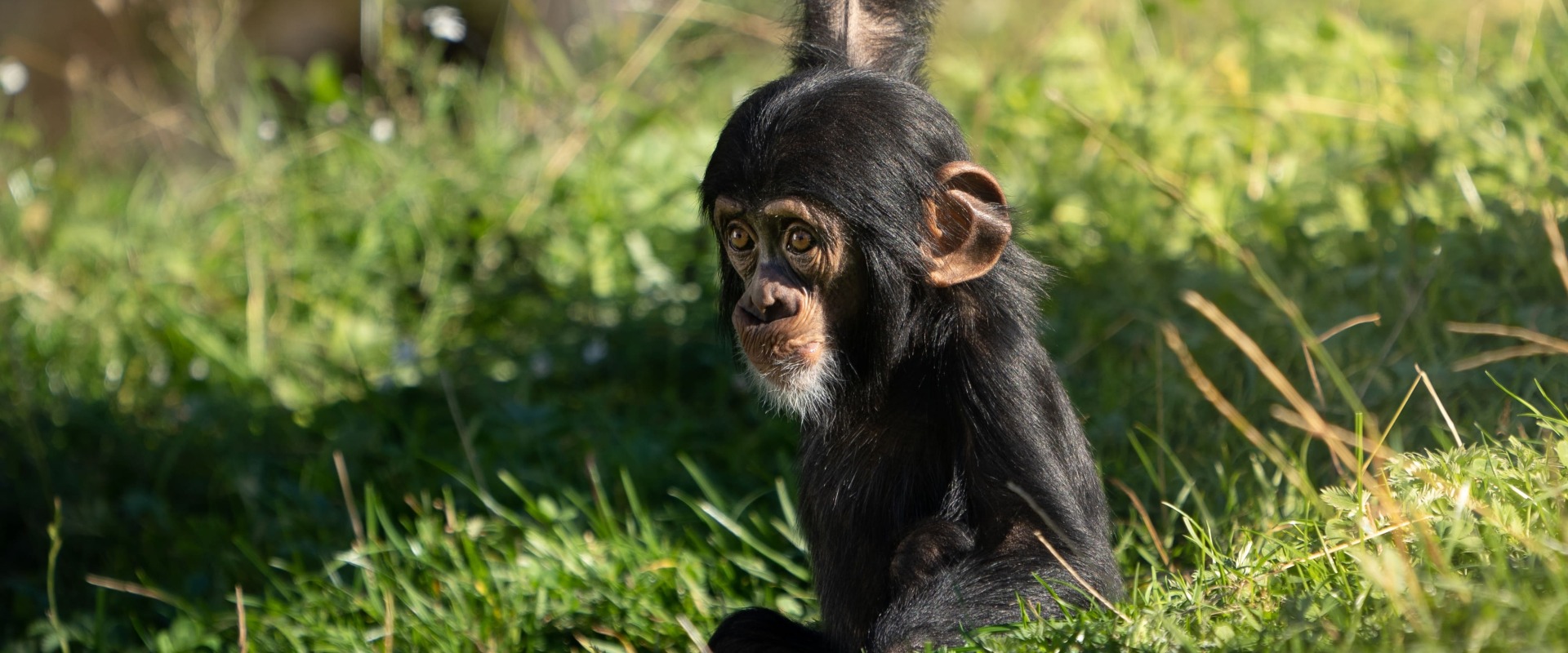 West African Baby Chimpanzee, by Photosybpatrik