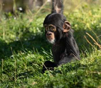 West African Baby Chimpanzee, by Photosybpatrik