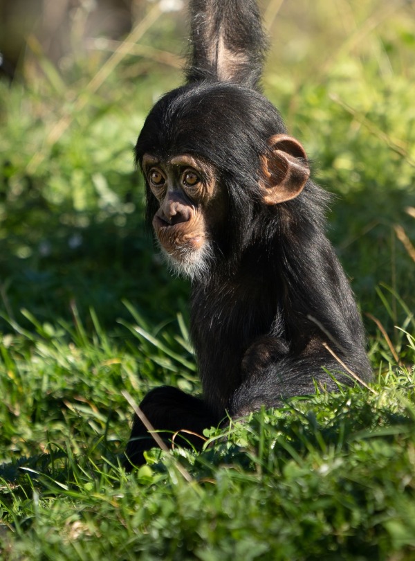 West African Baby Chimpanzee, by Photosybpatrik