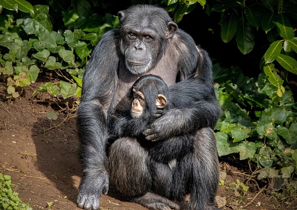 Western Chimpanzee with baby, by Adrian Dockerty