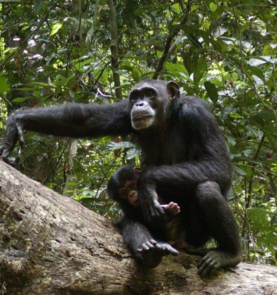 Critically Endangered Western Chimpanzees