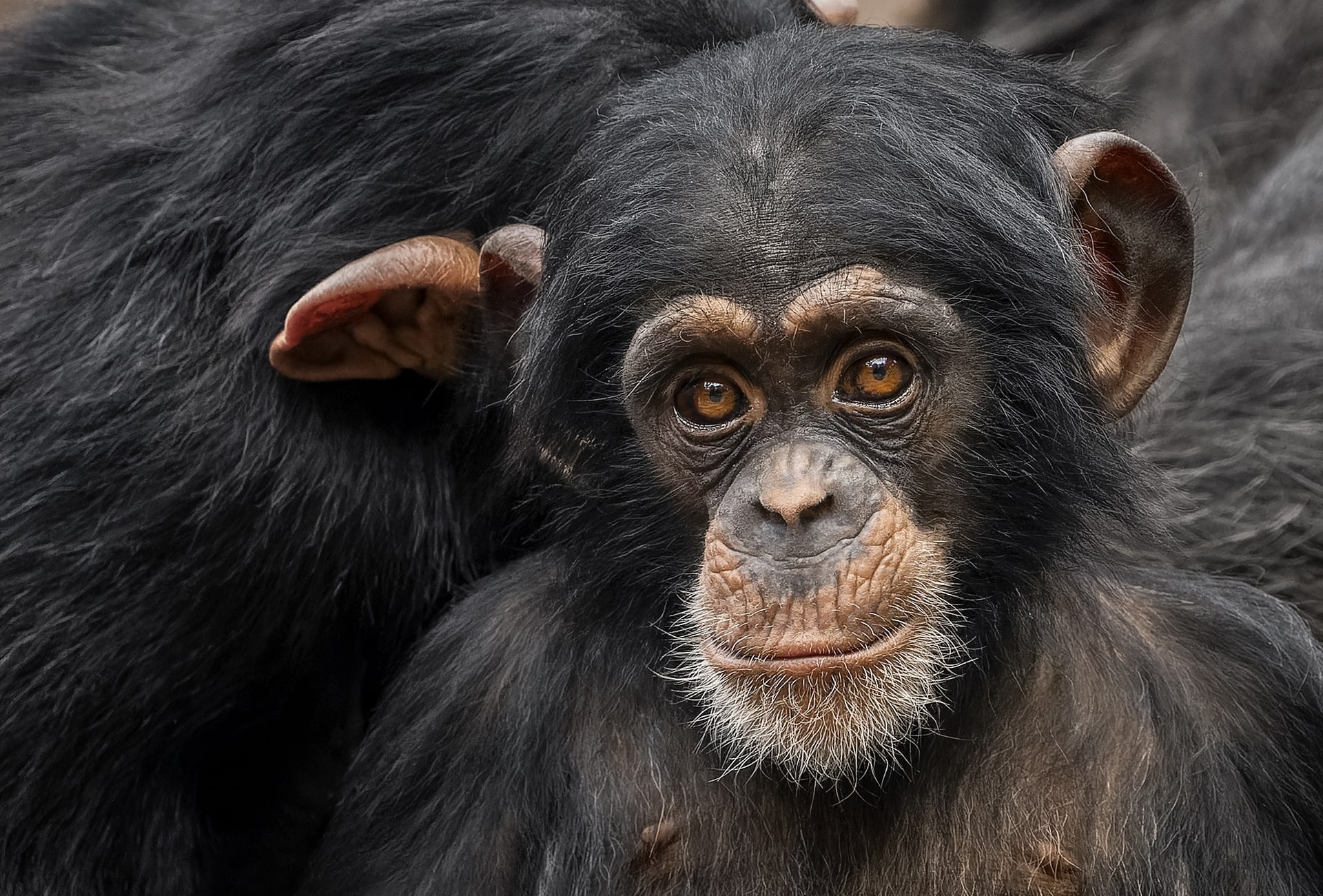 Baby Chimpanzee, by Jindrich Pavelka