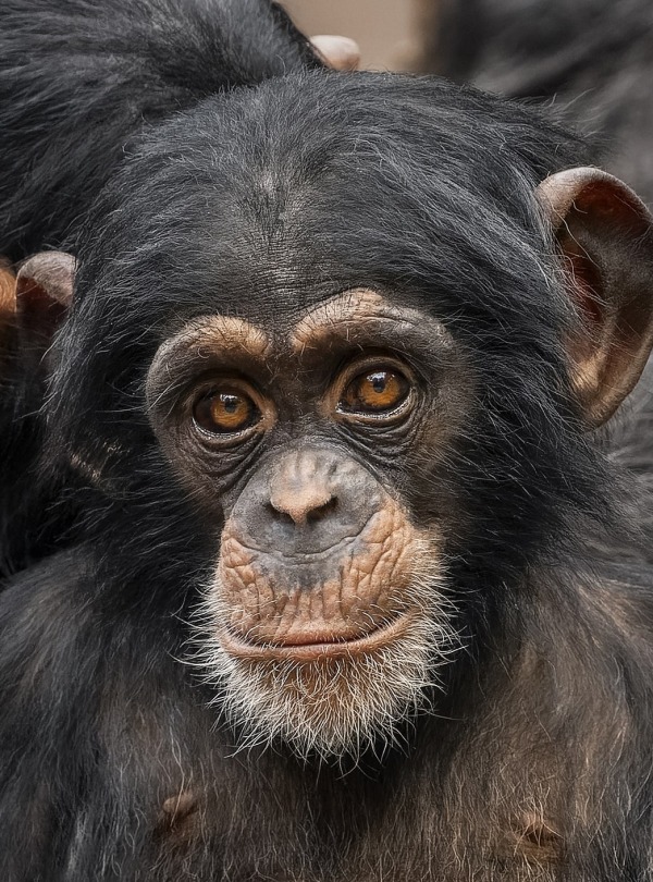 Baby Chimpanzee, by Jindrich Pavelka