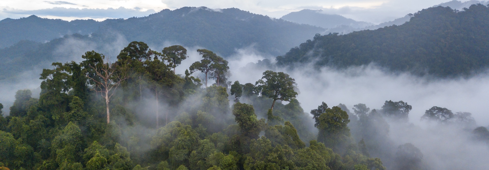 Brazilian rainforest canopy, by Richard Whitcombe