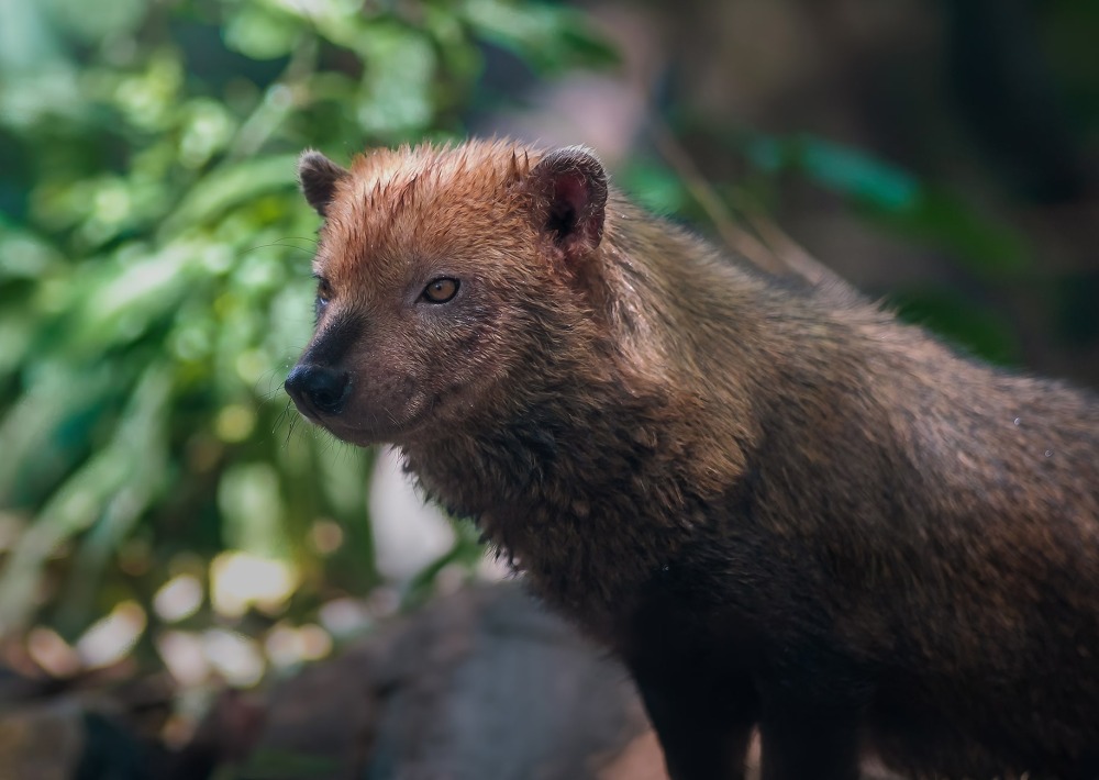 Bush Dog, by Diego Grandi