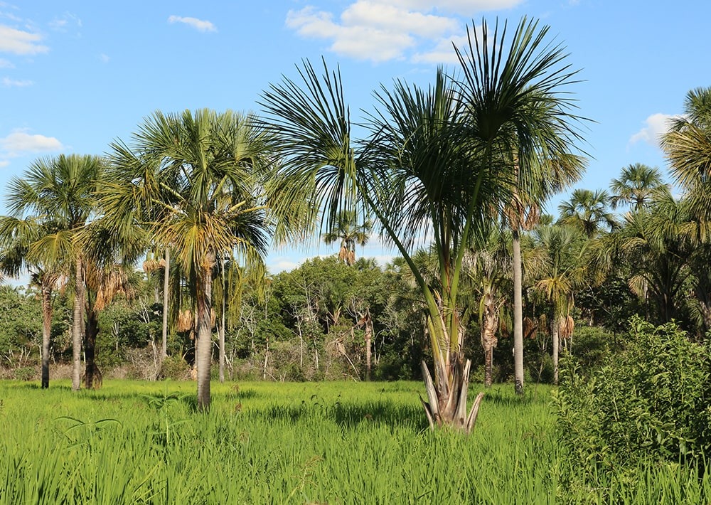 Cerrado, Brazil, Buritis palm trees in wetlands, by Duartec65