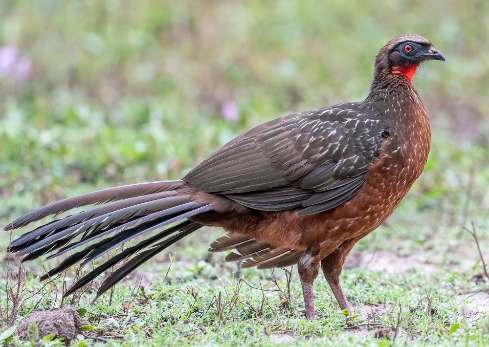 Chestnut-bellied Guan, by Rob Jansen