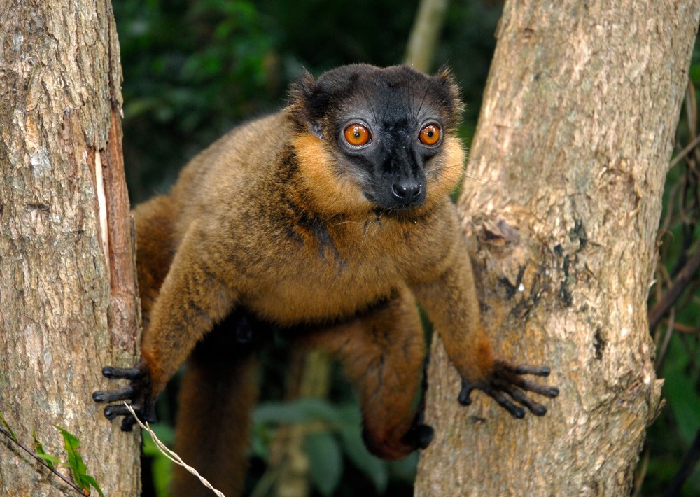 Collared Brown Lemur, by Coulanges