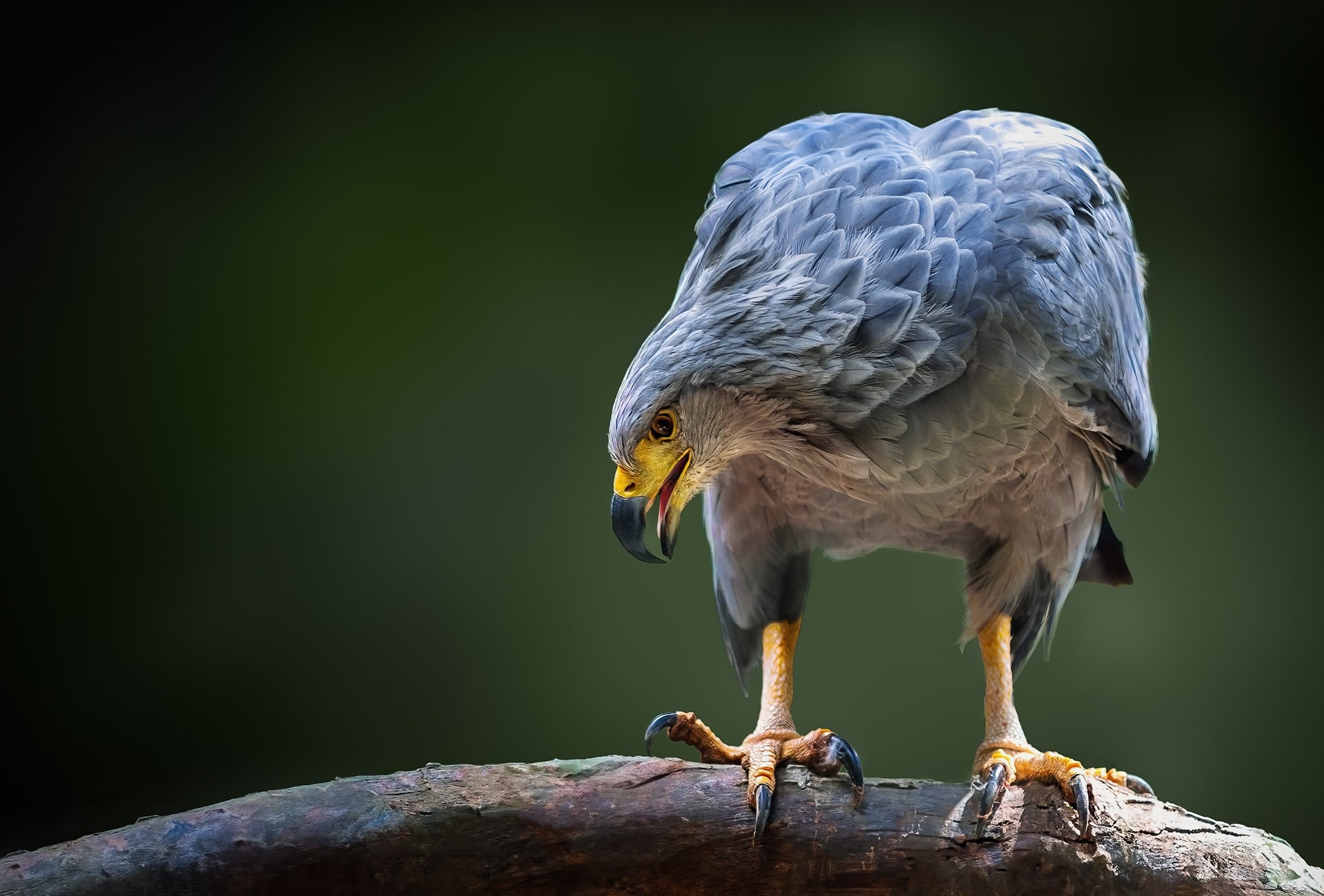 Crowned Solitary Eagle or Chaco Eagle, by Diego Grandi