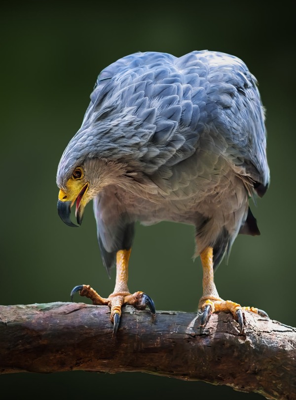 Crowned Solitary Eagle or Chaco Eagle, by Diego Grandi