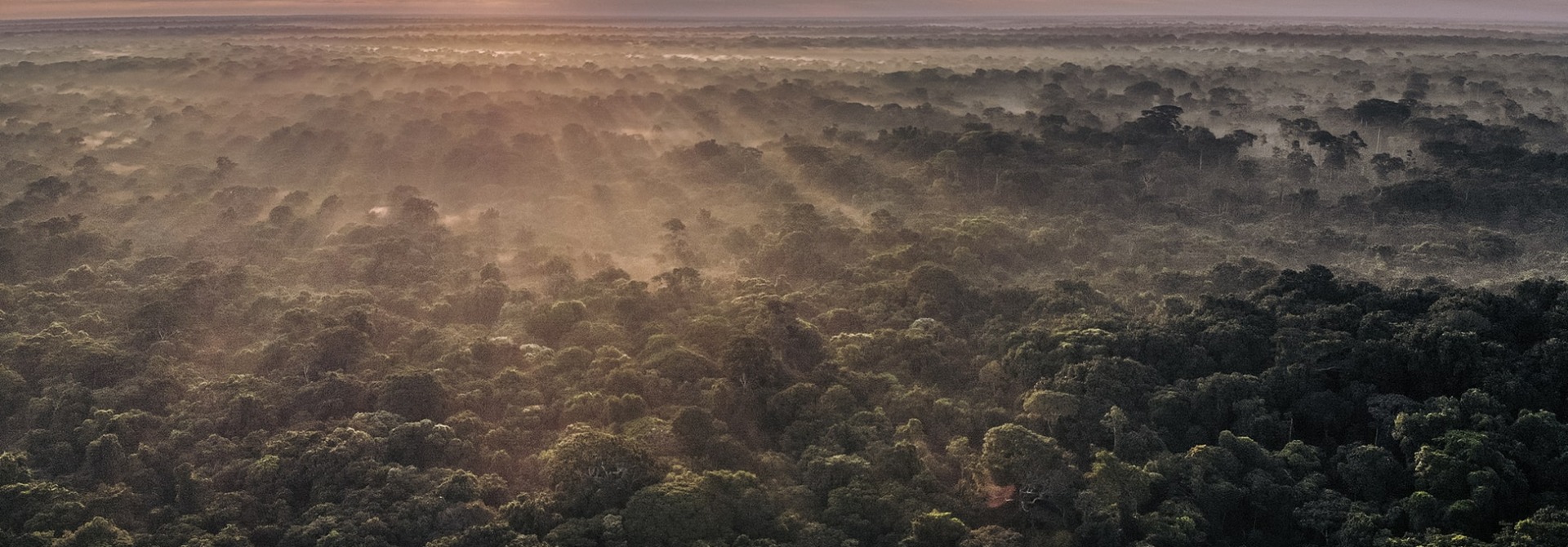 The tropical peatlands of Democratic Republic of the Congo, by Alexis Huguet