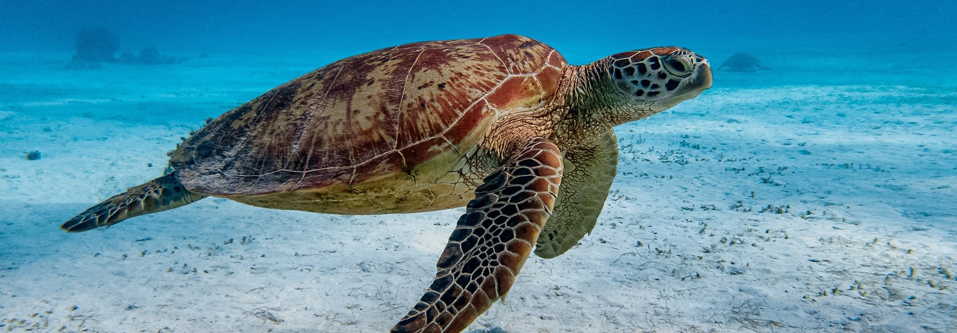 Green Sea Turtle, by SaltedLife