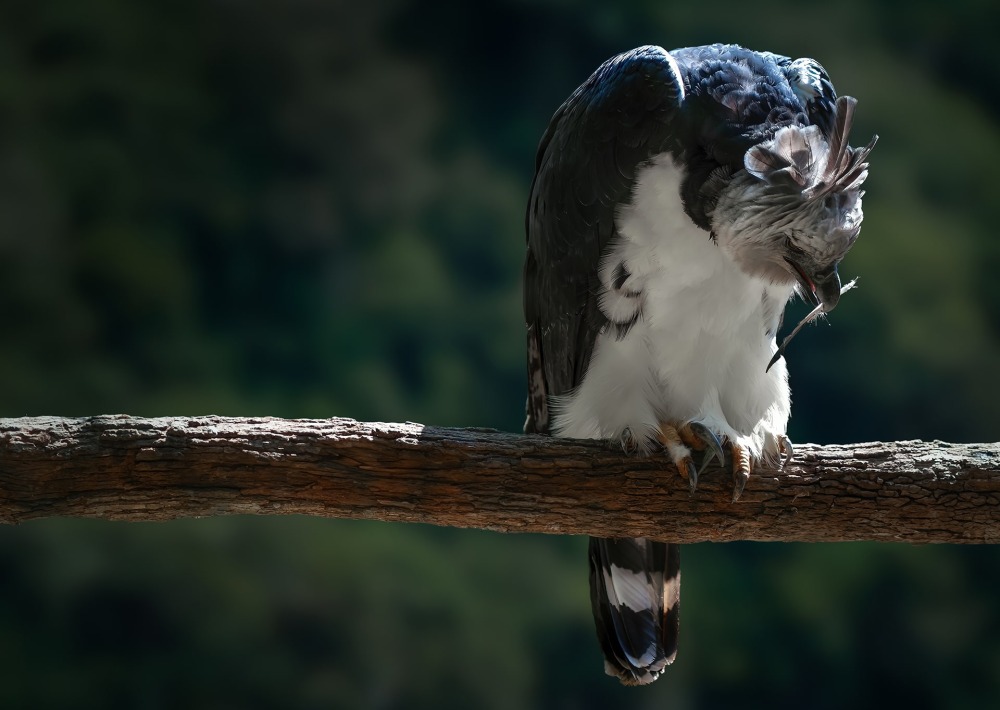 The Harpy Eagle, by Diego Grandi