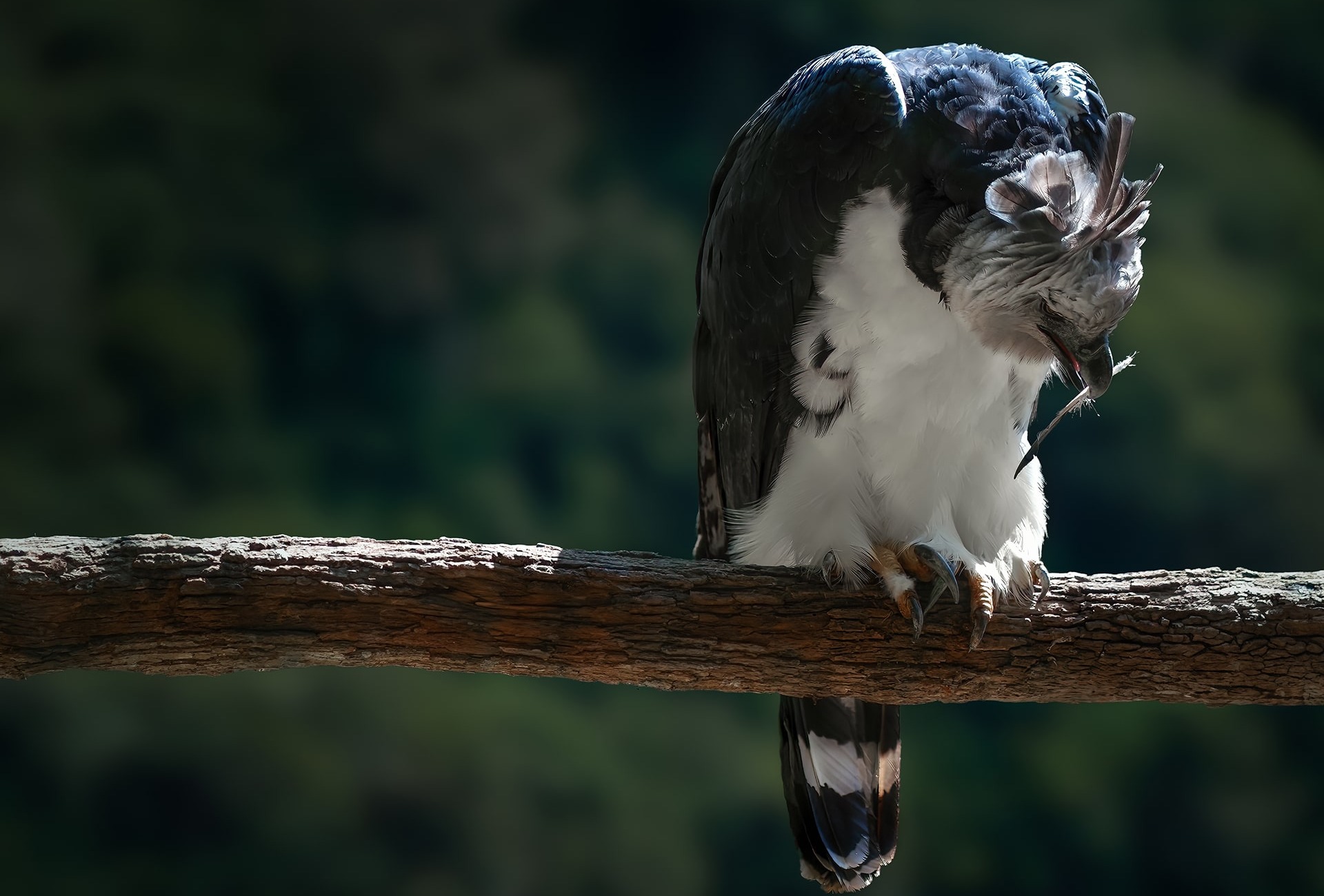 The Harpy Eagle, by Diego Grandi