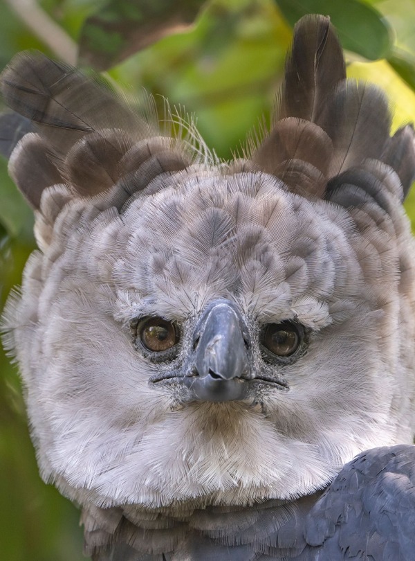 The Harpy Eagle, by Wirestock Creators