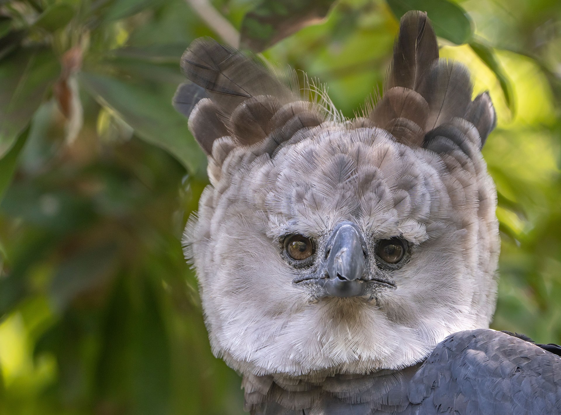 Save the Amazon: Protect Half a Million Acres in Southern Peru ...