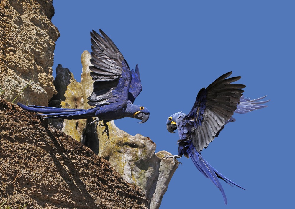 Hyacinth Macaw, by slowmotiongli