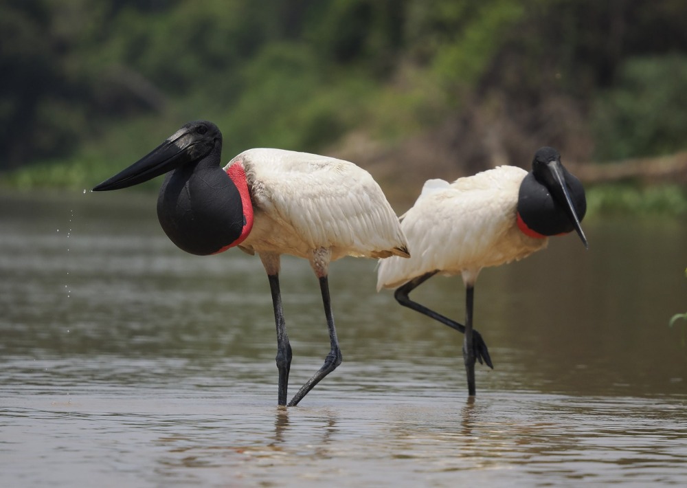 Jabiru stork, by Txanbelin