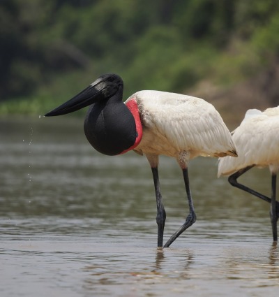 Jabiru stork, by Txanbelin