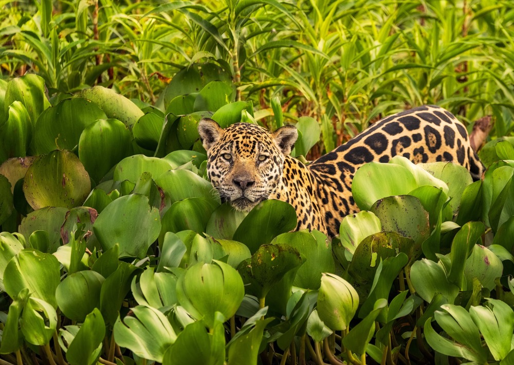 Jaguar in the Pantanal, by Fabianomr