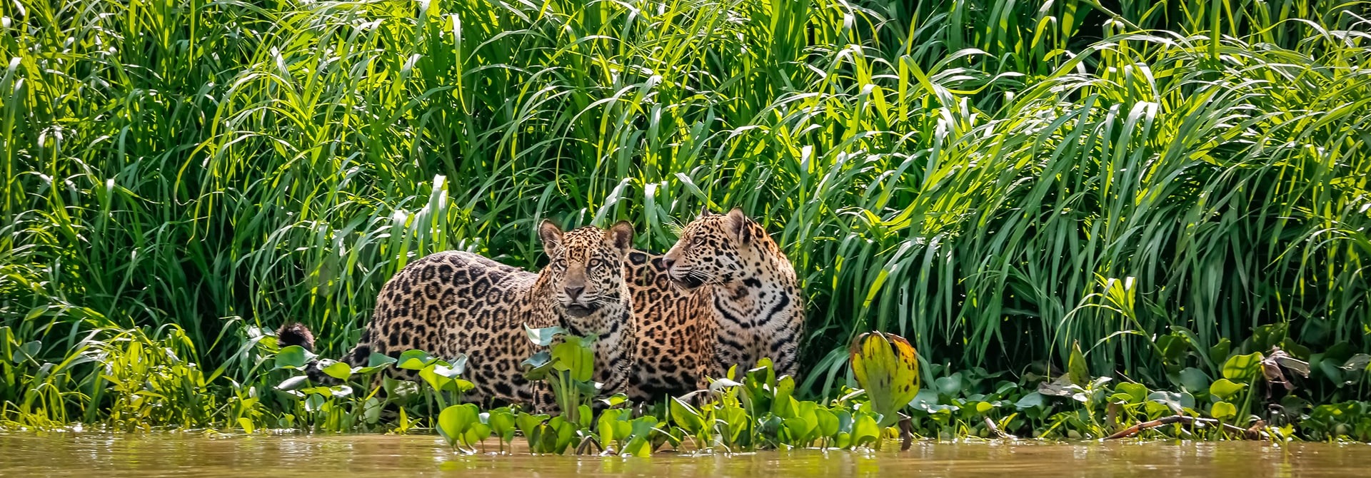 Two Jaguars, by Uwe Bergwitz