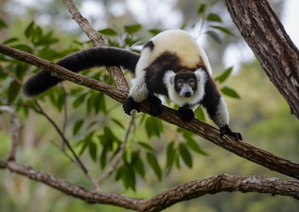 The Black-and-white Ruffed Lemur of Madagascar, by David Havel