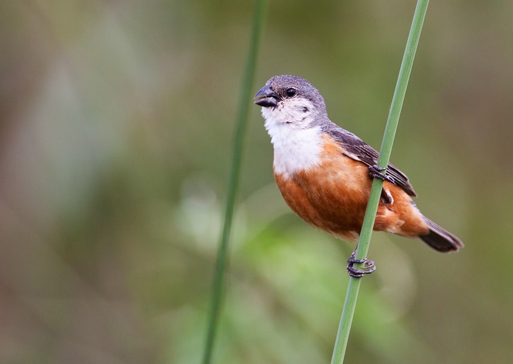 Marsh Seedeater, by Pablo Rodriguez Merkel