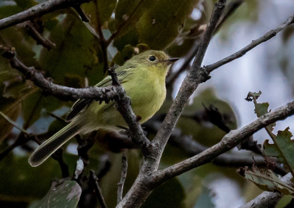 Minas Gerais Tyrannulet, by Hector Bottai/Wikipedia/CC