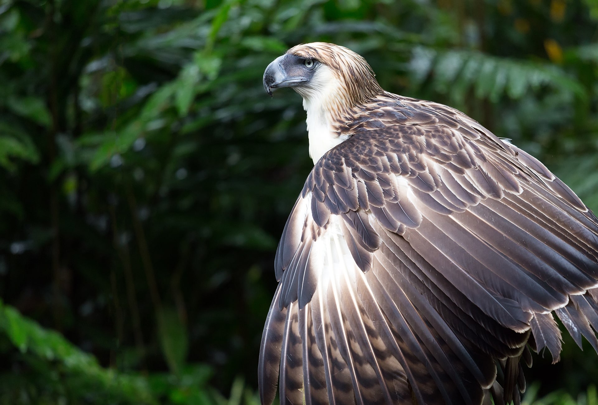 Philippine Eagle, by Stephane Bidouze