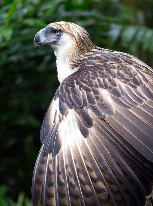 Philippine Eagle, by Stephane Bidouze