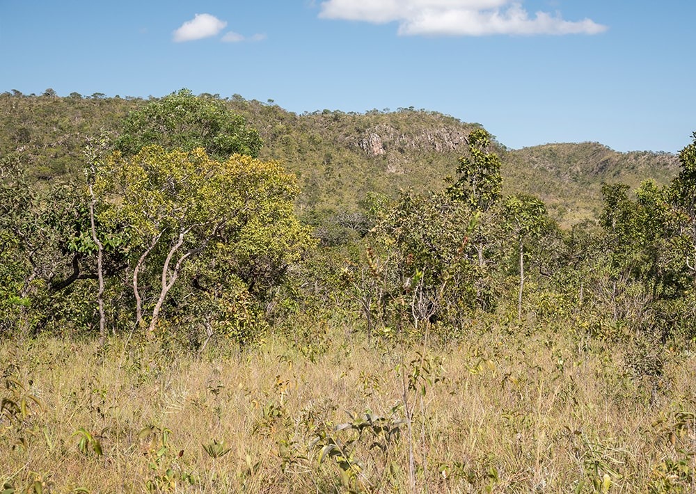 Typical Cerrado landscape, Central Brazil, by Vitormarigo