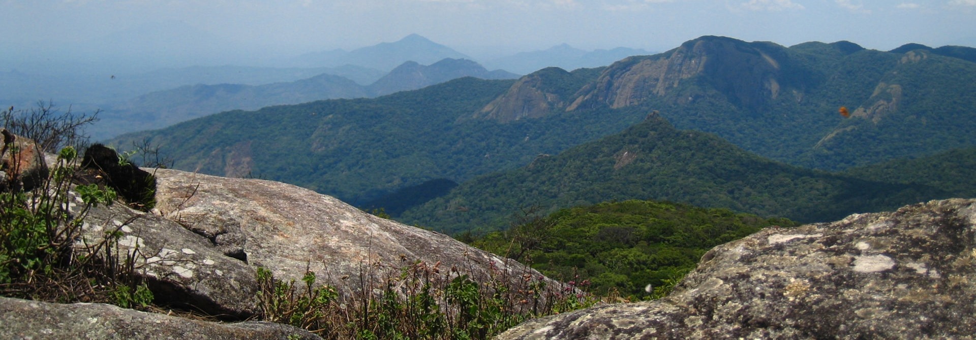 The Butterfly Forest of Mount Mabu in Mozambique, by Julian Bayliss