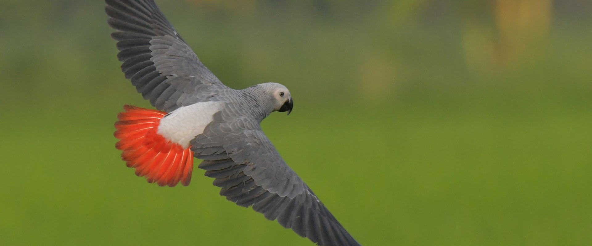 The African Grey Parrot, by Sanit Fuangnakhon