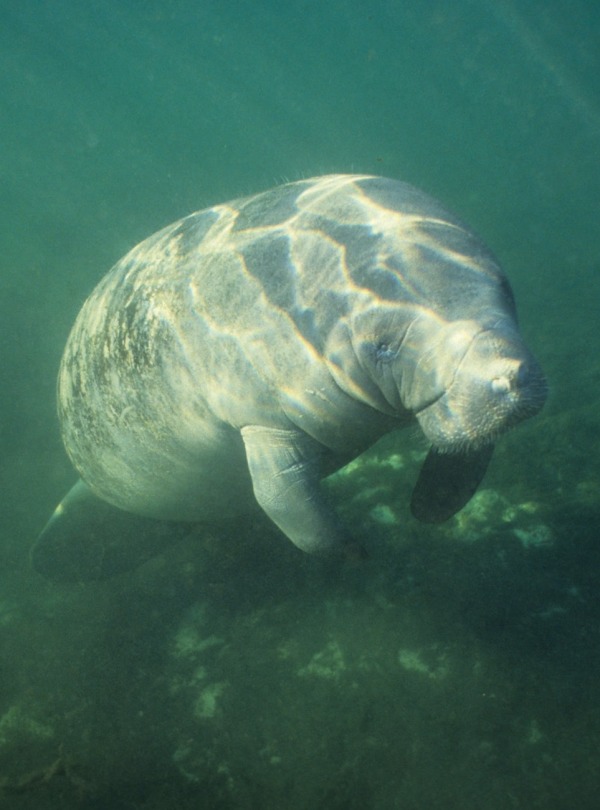 Amazonian Manatee, by Coulanges